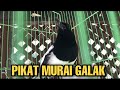 Murai Kampung Galak Denak Murai Cacing Pancingan Kacer Gacor Langsung Bunyi Chòe Than Hót