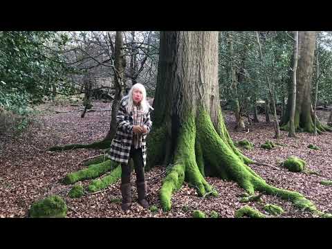 The Magic of the Beech Tree