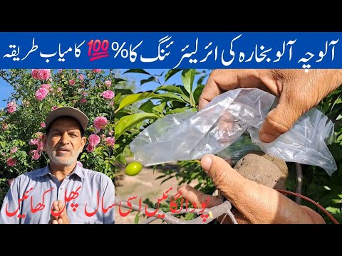 Air layering Method of Alocha Plum| Alocha Farming in Punjab Pakistan| Free Methods of Alocha Plum