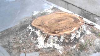 preview picture of video 'Вырубка здоровых деревьев на улице Сейфулина в Алматы!'