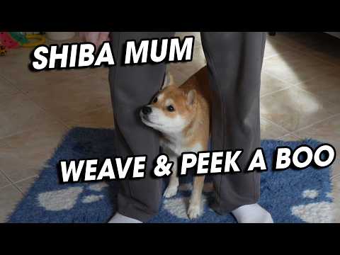Shiba Inu Pro Skills: Tammy’s Still Got It! 🏆🔥 #shiba #dogtraining #agility