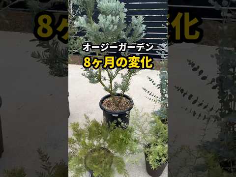 ロックガーデンのデザイン: どのように行うか?どの植物を選ぶべきですか？全てをお伝えします！  庭園