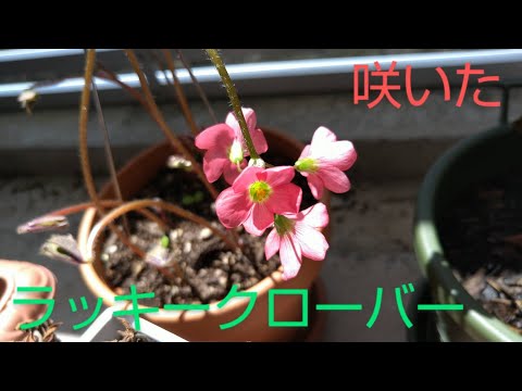 ラッキークローバー 植物