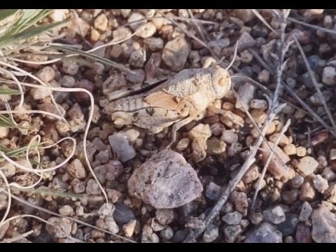 The Apache Treasure : 118 - Going over the Area ...