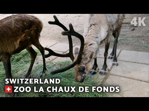 BOIS DU PETIT-CHÂTEAU ZOO | LA CHAUX DE FONDS  |  SWITZERLAND [4K]
