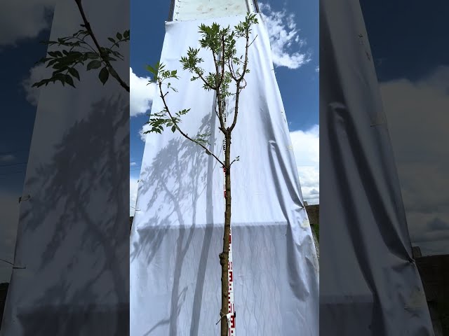 Ясень желтый