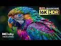 Amazing OLED HDR Test 16K Video Dolby Vision 8K HDR 120FPS 8K 4K Video TV