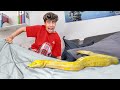 We Found a SNAKE in our Son's Bedroom!