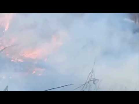 Help Choras Families Restore Forest After Wildfire