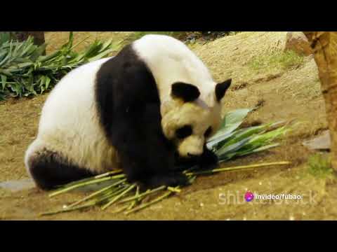 The Enigmatic Life of the Rare Panda
