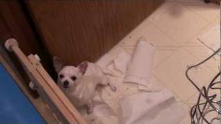 Little Dog...HUGE mess!