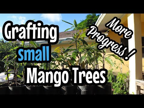 Grafting Small Mango Trees - More Progress!