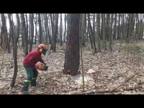 Ścinka i obalanie sosny