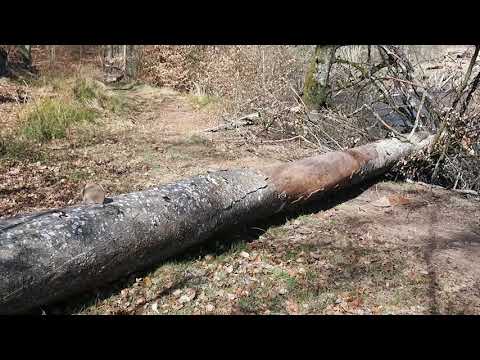 Vårpromenad längs Ronnebyån 8 april 2020