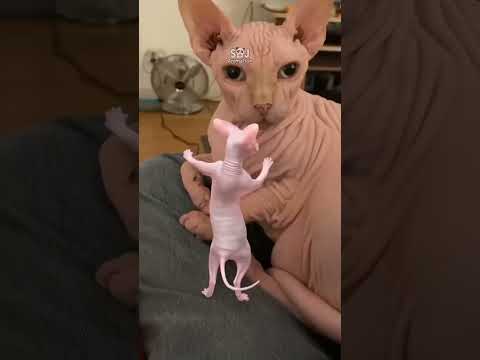 They Were Surprised SBJ