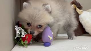 ポメラニアンの動画01