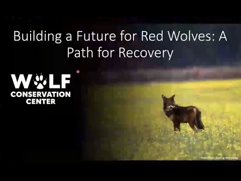 Building a Future for Red Wolves: A Path for Recovery