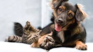 3 Best Apartments For Rent in Las Vegas, NV - Expert Recommendations