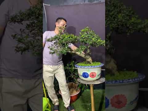 Nhà vườn Bonsai Phúc Lê Livestream tối ngày 21/03/2022