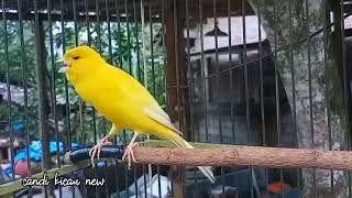 Download lagu KENARI SERI AF KAKI PENDEK USIA 6-7 BULAN mp3