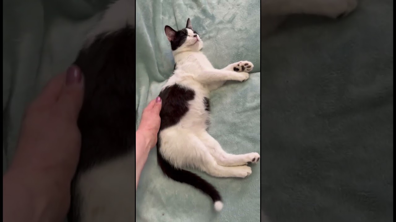 Lucy and Oreo, a ADOPTABLE American Shorthair in Brooklyn, NY video 3/3