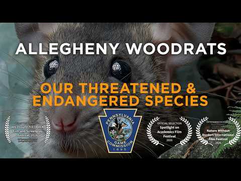 Our Threatened and Endangered Species: Allegheny Woodrats