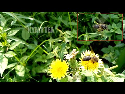 ENJUKI Enjukyi Weyingira Munju Elanga Binno Tobisubwa