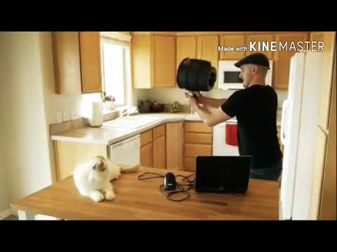 Vidio lucu Kucing (Funny Cat)