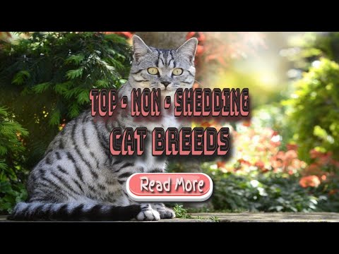 Non-Shedding Cats