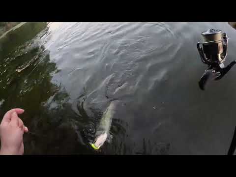 Pecanje soma na vobler - Catfish - Kraljevo Zapadna Morava Sezona 2024 Part 1