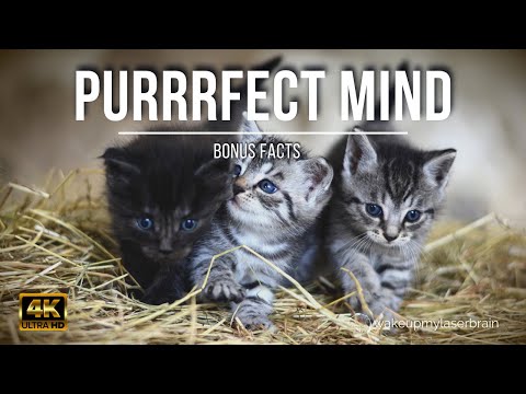 Cat Purr | Healing Power Vibrations | Relieve Anxiety | Relaxing | Laser Focus | 4K | Bonus Facts