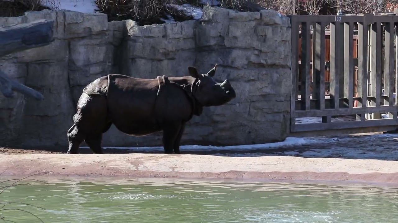 Greater One-Horned Rhino Swimming and Zooming Around at Denver Zoo
