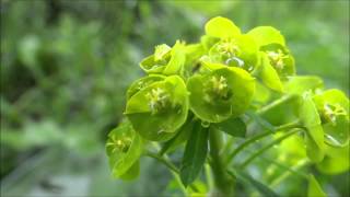 preview picture of video 'Green Spurge (Euphorbia Esula) / Leafy Spurge - 2013-05-20'