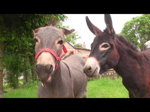 Uzgoj magaraca u Slavoniji - Zlatno klasje #217