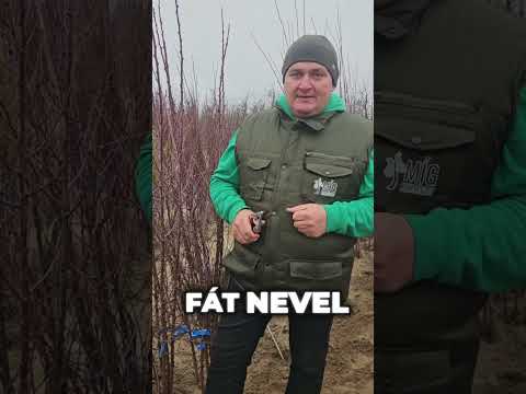 Mandula kisokos, avagy milyen fajtát ültessünk otthonra. videó