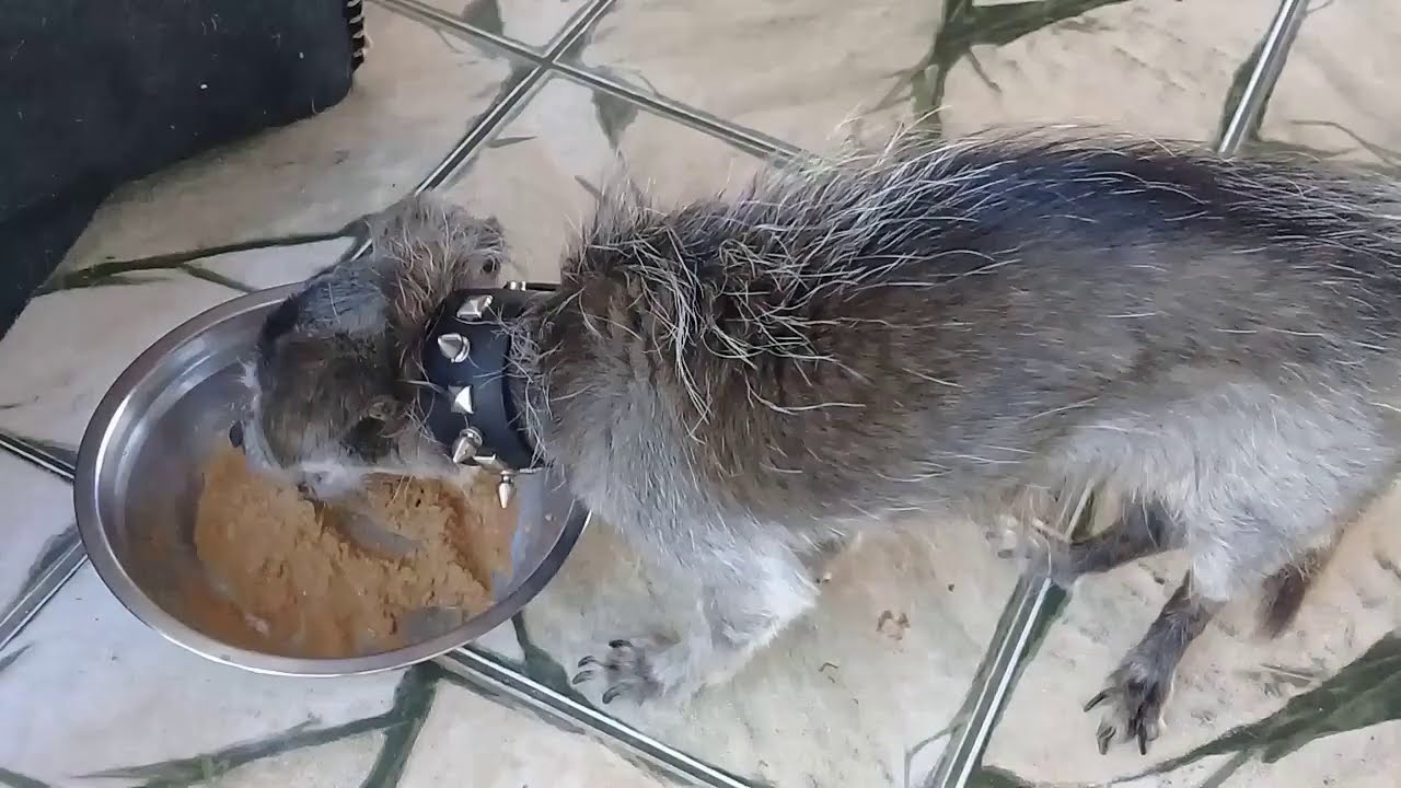 #1 Como Alimentar um Cachorro Idoso - #DicadoIvo