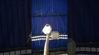 Download lagu Suara Burung Cucak Bata/Tepus Gelagah/Kaso Kaso mp3
