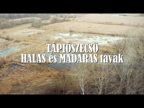 TÁPIÓSZECSŐ 🐟 🦢🦆 Halas és madaras tavak 🌳💚🍀