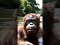 Orang Utan Mandi Bersama Gadis Cantik Di Sungai Yuotubeshortsvideo