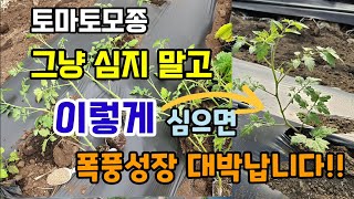 토마토모종 그냥 심지 말고 이렇게 심어야 토마토가 빨리자라고 대박나고 병해충 예방됩니다 토마토 키우기 꿀팁!