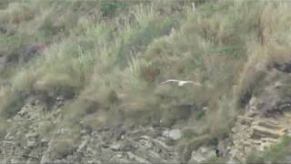 Soaring Seagull on Newgale beach ~ Pembrokshire Wales UK