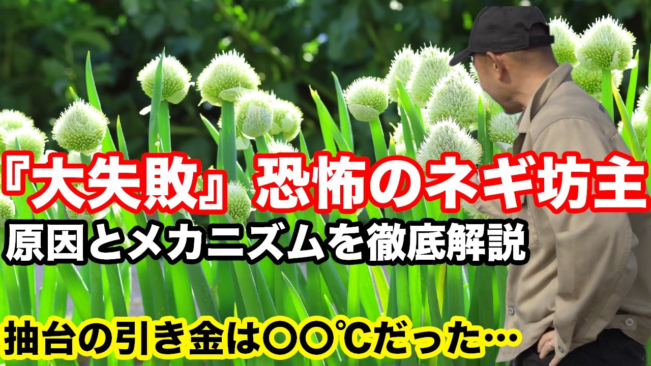 【大失敗した2025年】なぜネギ坊主は発生するのか？去年の悲劇から学んだ「抽台」のメカニズムを徹底解説！