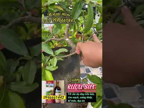 Mai vàng thuần chậu, 5-9 cánh, cây zin không ghép/ giá 900k 1 cặp.