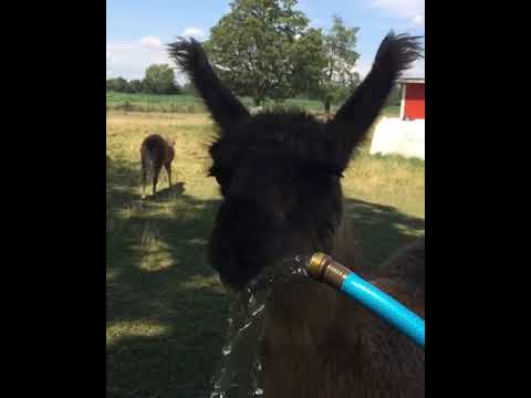 Llama | Hiccup the llama drinking from the hose