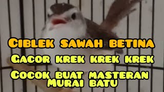 Download lagu ciblek sawah betina gacor ngekrek krek krek cocok buat masteran mp3 Download lagu ciblek sawah betina gacor ngekrek krek krek cocok buat masteran mp3