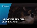 Baasje kwijtgeraakte Schipholpoes wil nieuwe regels voor dierentransport