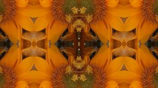 Green Green Rocky Road (by Dave Van Ronk live at Indiana U. &#39;64)