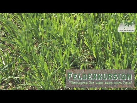 35. Feldexkursion: Warum bekommt die Gerste Sommersprossen? - NU Agrar, 20.04.2016 (Ramularia)