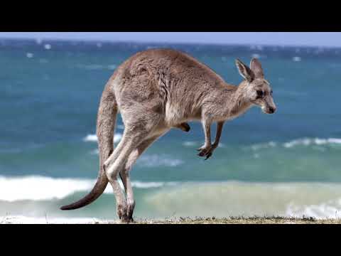 Curiosidades Sobre a Austrália