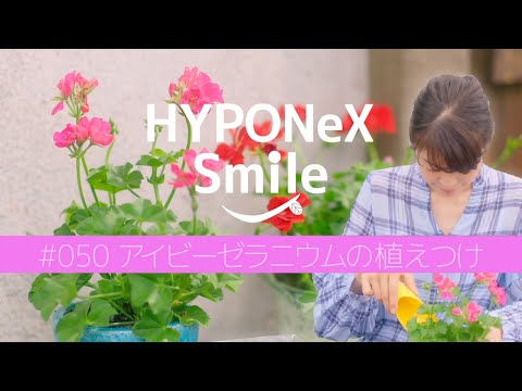 美しいアイビーゼラニウムを育ててみませんか？ケチってはいけないことは何ですか？  庭園